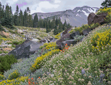 Tablet Screenshot of mountshastaguide.com
